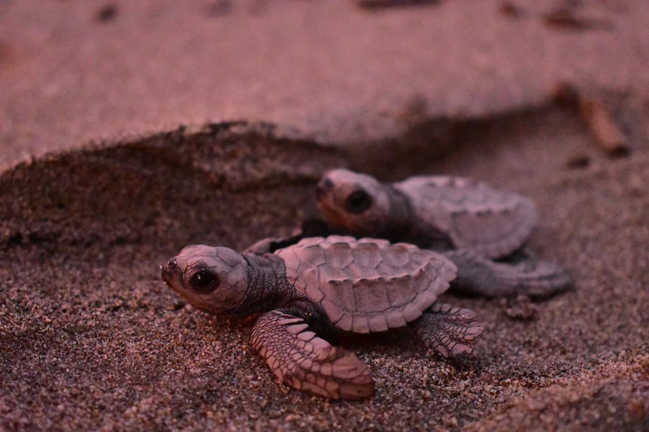 Crown Paradise Golden All Inclusive Resort - Adults Only プエルトバラータ エクステリア 写真 A hawksbill turtle hatchling